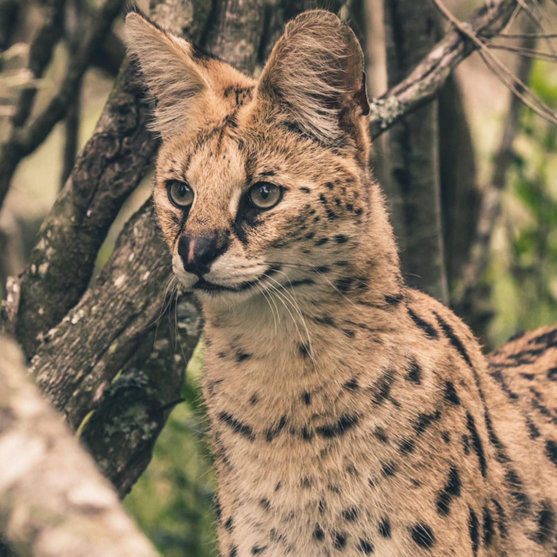 Bienvenidos a Centro veterinario Serval