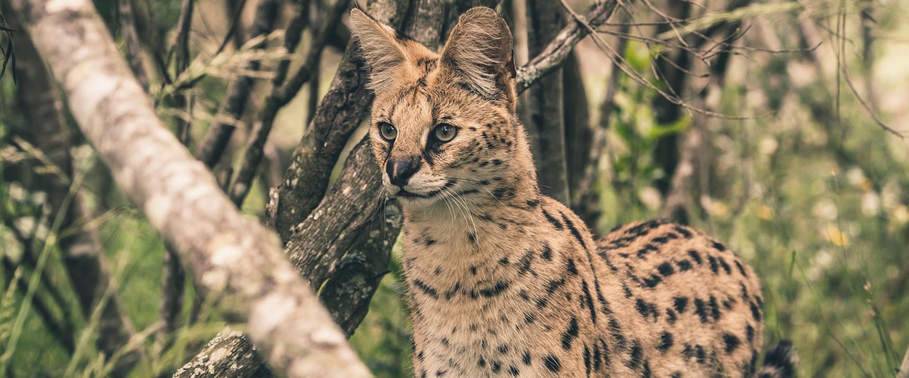 Bienvenidos a Centro veterinario Serval